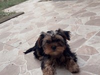 Oyuncu yorkshire terrier bebekler