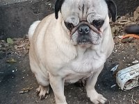 Pug dişi