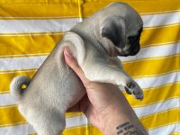 A KALİTE IRK GARANTİLİ PUG BEBEKLER