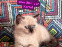 Bal Surat British Bebekler Yeni Yuvaya Gitmeye Hazır