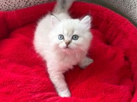 British longhair yavrularımız