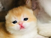 A Kalite British Shorthair Golden Yavrular