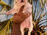 Fransız bulldog Yavrularım