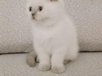 Maviş gözlü scottish fold yavrum yeni ailesini arıyor