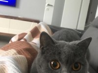 1.5 yaşında british shorthair