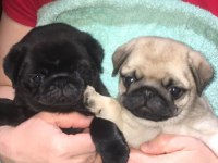 Pug Kredi Kartı Geçerlidir