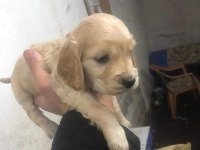 American cocker köpeği