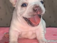 Erkek blue cream french bulldog yavru güçlü anatomi safkan