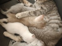 ANNE VE 4 SCOTTİSH YAVRUSU TOPLU