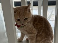 Golden british shorthair (3 aylık erkek)