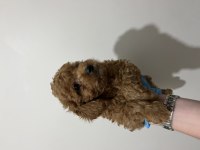 Teslime hazır red brown toy poodle