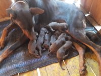 Doberman yavrular