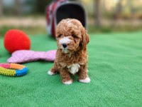 Maltipoo  Yavrularımız 