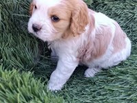 Morkie Terrier yavrularımız ırk sağlık garantili