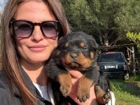 Fcı Scr Koca Kafa Rottweiler Yavrular