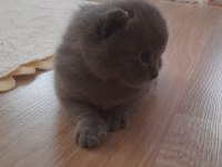 British shorthair gri yavru kedimiz