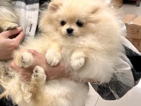 Dişi Pomeranian