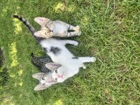 ÜCRETSİZ SAHİPLENDİRME KEDİLERİMİZ
