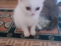 İki buçuk aylık scottish fold yavrular iki erkek bir dişi