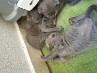 0-2 aylık scottish fold yavrular