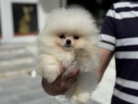 Yasal ruhsatlı çiftlikte ziyarete açık pomeranian