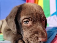 ÜRETİCİDEN A PLUS KALİTE LABRADOR YAVRULAR