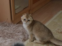 Golden scottish fold erkek yavru
