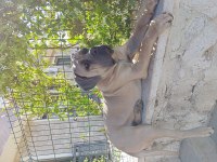 DEV FORMENTİNO CANE CORSO
