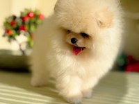 SHOW CLASS BABY FACE POMERANİAN BOO