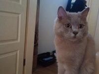 British longhair cidden bakabilecek birileri lazım