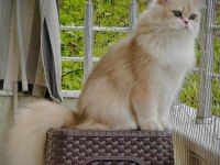 Şecereli british longhair golden yavrular