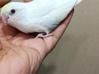 Cremio dişi forpus papağanı