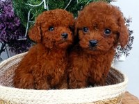 SAFKAN RED BROWN TOY POODLE YAVRULARIMIZ