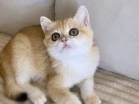 Safkan British Shorthair Golden dişi yavru