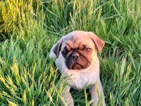 Pug mobs yavrular