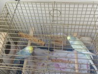 1 çift rainbow kafes ve yuvalıkla verilecek muhabbet kuşu