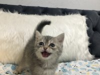 2 aylık 3 erkek bir dişi oyuncu yavrular scottish fold