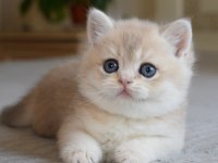Nadir Renk  Golden British Shorthair 