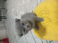 2 Aylık Scottish Fold Miniğim Yeni Yuvasına Hazır