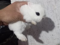 Cüce Tavşan Yavruları
