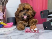 Uygun Çikolata Maltipoo