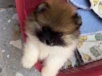 Pomeranian Boo Garantili