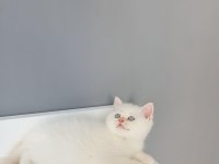 British shorthair red point