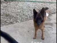 Orjinal alman çoban köpeği (alman kurdu) yavrusu