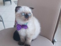 Blue point scottish fold yavrumuz