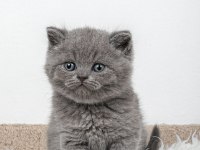 45 Günlük British Shorthair Minnoşlarımız
