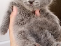 Oyuncu yavrular scottish fold