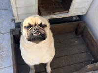 2 adet pug