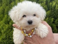 Orjinal Maltese Bebeklerimiz
