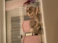 Scottish Fold 10 Aylık Tokyoya Eş İlanıdır